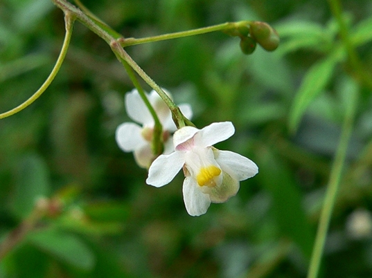 {Cardiospermum halicacabum}